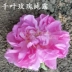 18 hàng mới! Pháp Chiba Rose Pure Dew 250ml Pingyin bão hòa tinh dầu Hoa nước dưỡng ẩm và làm sáng da - Tinh dầu điều trị