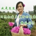 Li Dou Bean Home Authentic Pingyin Rose Pure Dew 500ml Nguồn gốc Nước hoa hồng giàu tự nhiên Nước hoa chính hãng - Tinh dầu điều trị