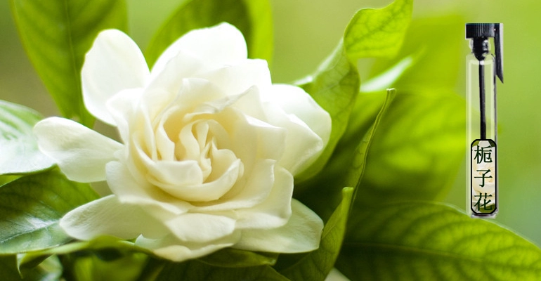 [Gặp gỡ] Nước hoa riêng / Gardenia Bà Spray Chính hãng Hương thơm nhẹ Nước hoa tinh khiết - Nước hoa