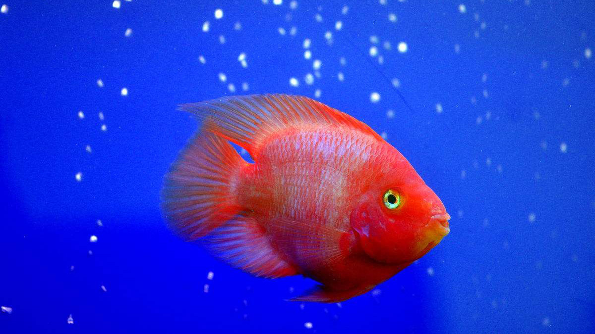 新手饲养鹦鹉鱼应该使用哪些设备