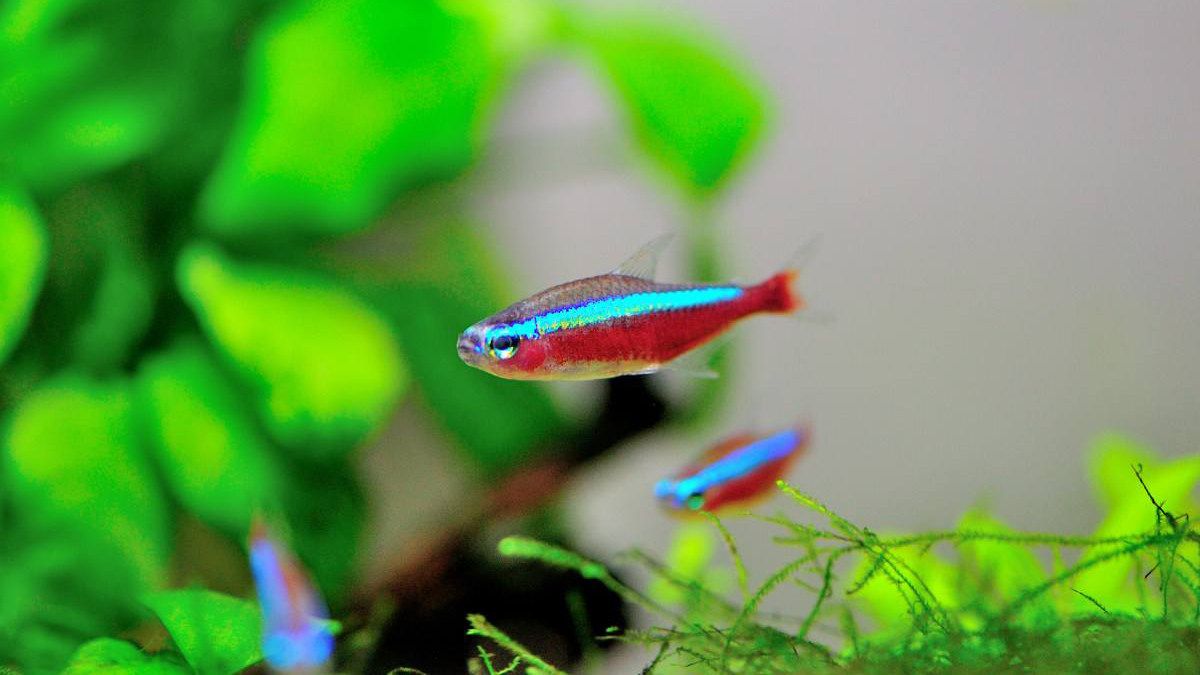 这些观赏鱼美的惊艳赶快养一缸