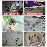 Free shipping Wanyou Destroyed Cockroach Medicine Dispel the whole nest, Germany, Xiaozheng 曱 甴 Ant, cockroach king, cockroach medicine