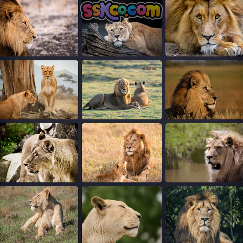 狮子雄狮母雌狮幼崽非洲草原野生动物特写摄影照高清JPG图片素材