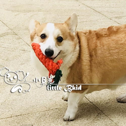 Self -Reperved Run Corki Bear Bear Toys As Marto Pet Cotton Creative Pet Foot Mogo Dog Dog Игрушка