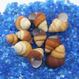 Натуральная раковина Shell Snail Pish Tank аквариум декоративная коллекция подарки Коллекция рулоны оболочки дома краб -оболочка оболочка