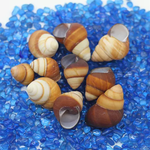 Натуральная раковина Shell Snail Pish Tank аквариум декоративная коллекция подарки Коллекция рулоны оболочки дома краб -оболочка оболочка