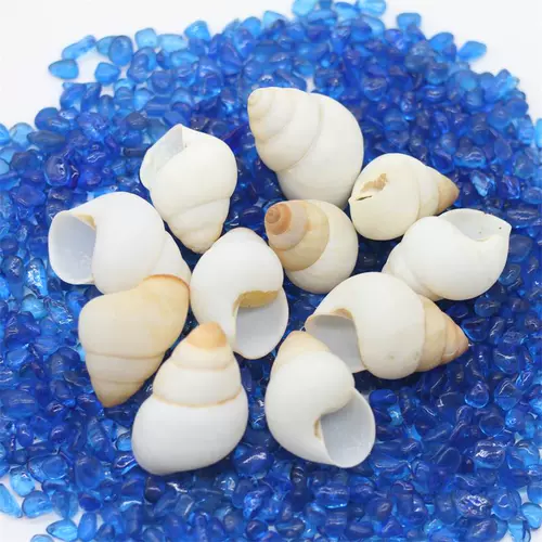 Натуральная раковина Shell Snail Pish Tank аквариум декоративная коллекция подарки Коллекция рулоны оболочки дома краб -оболочка оболочка