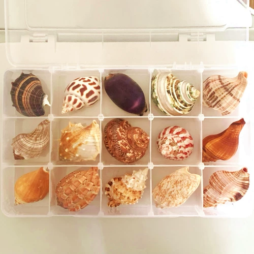 Натуральный аквариум, научно-популярный образец для раннего возраста, подарок на день рождения