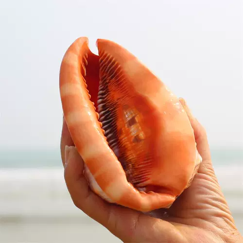 Четыре большие улитки из натуральных раковинов с большими раковинами, фанбао улитка коллекция украшения дар