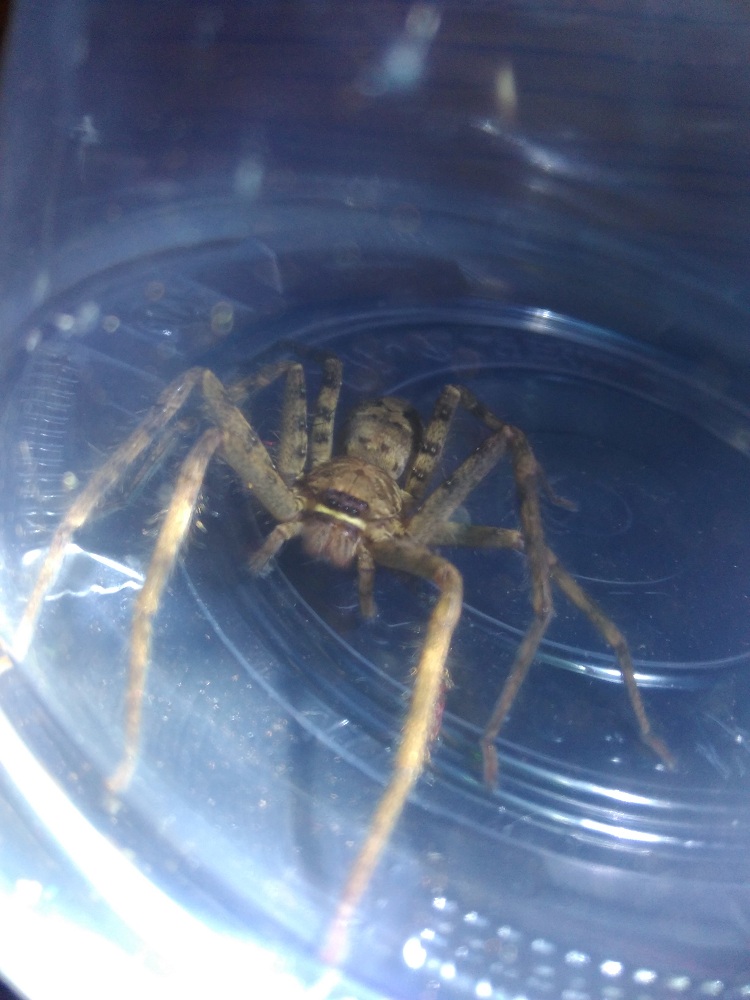 白额高脚蛛大内幕宠物蜘蛛吃蟑螂杀小强抓蚊虫