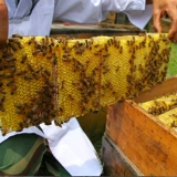 [赵海伶|海伶山珍农家自产野生纯蜂巢蜜天然嚼着吃盒装350g巢蜜]