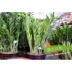 Làm vườn khung khung cây màu xanh lá cây nhà máy dây leo nho khung phalaenopsis tiền tree bracket nguồn cung cấp vườn