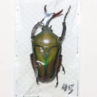 Самец №11 45мм