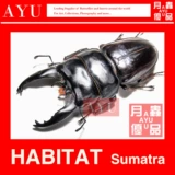 Широкий -сир -флот -червячный насекомые и насекомое материало -материал материал Материал Жук 锹 Коллекция музея художественного дизайна Луны насекомые отличные продукты