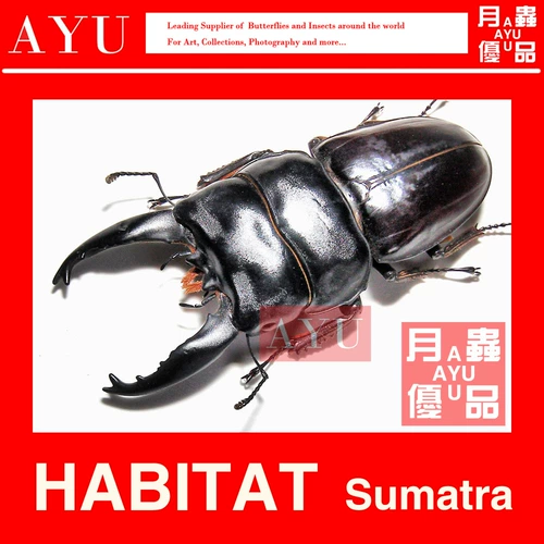 Широкий -сир -флот -червячный насекомые и насекомое материало -материал материал Материал Жук 锹 Коллекция музея художественного дизайна Луны насекомые отличные продукты