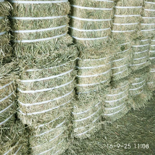 500 граммов высококачественного порошка Тимоти, импортируемого в Канаде, подходящих для травяных пирожных для кроличьего тоторо -голландского склада свиньи