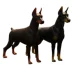 Mô hình đồ chơi mô phỏng động vật lớn dành cho trẻ em Wangxingren Dogs German Doberman Doberman Dogs Chó bảo vệ - Đồ chơi gia đình