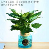 Вечнозеленый