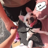 Серый кремовый прилив Pet Dog Skunari FA Dou Teddy Automatic Expansion Multifunctional One -In -Reire Leange