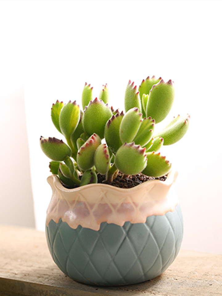 mumuhome黄熊群生多肉盆栽