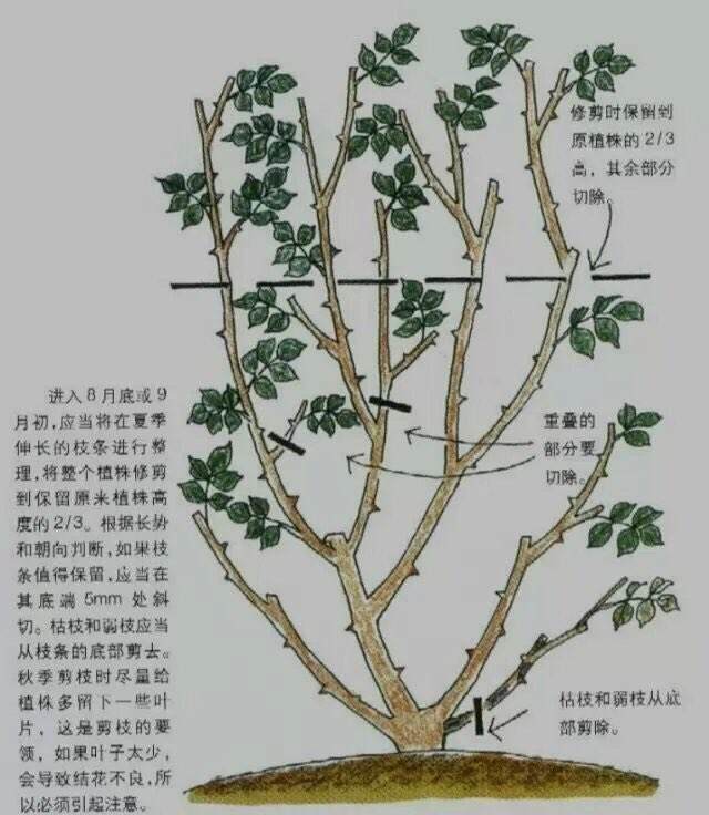 月份的时候,月季就会直接从根部或者侧枝上长出一根非常粗壮的新枝条
