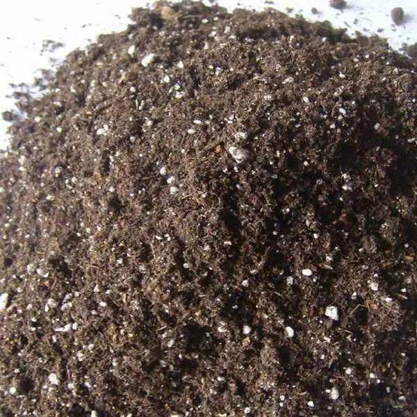 这花掰根大粗枝土里一插就生根出老桩