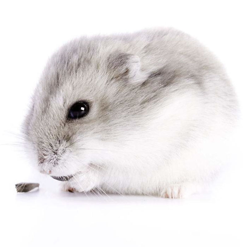 你喜欢的仓鼠都在这里啦快来了解一下