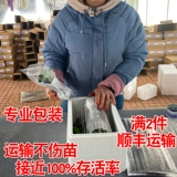 Рассаженцы овощей, саженцы арбуза, саженцы для саженцев чили огурцы, саженцы для саженцев с девственными фруктами, томатные саженцы, саженцы тыквы