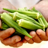 Shouguang Овощ Caliba Желтая бамия Семена желтая бальная балла -балластная балластная балластная балла