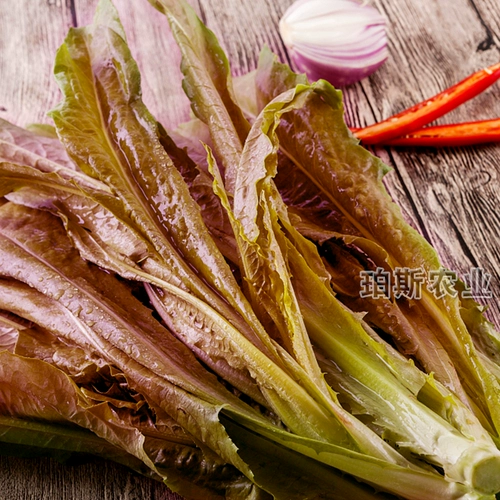 Семена Ourrus Four Seasons, транслируя Shoushuang Entable Seed Seed