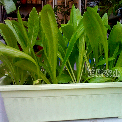 Семена Ourrus Four Seasons, транслируя Shoushuang Entable Seed Seed