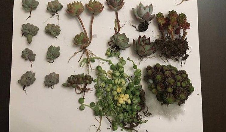 多肉修根后晾多久才可以上盆看根系大小