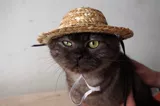 Плотина cta фермерские шляпы домашние животные маленькая соломенная шляпа кошка кошка собака собака соломенная шляпа для кошачьей шляпы домашнее животное