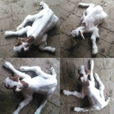 Зверя парализованного ягненка спасает ягненок мягкую парализованную патопатию белой мышцы ягненка.