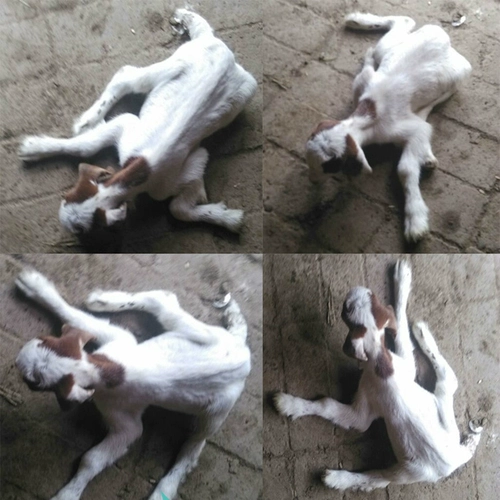 Зверя парализованного ягненка спасает ягненок мягкую парализованную патопатию белой мышцы ягненка.