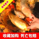 Koi Live Fish Японская чистокровная маленькая рыба саженцы. Холодная вода рыба хороша для пресной воды, чтобы наблюдать за драконом и фениксом красными и белыми золотыми золотыми рыбками