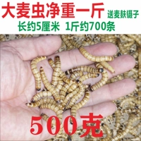 Большой пшеничный червь фунт+пшеничные отруби за фунт