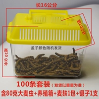 100 комплектов насекомых ячменя (с маленькой коробкой)