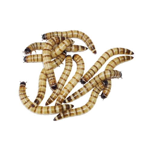 Варварские розовые розовые тела хлебные животные, корм для домашних животных, золотая рыба восемь братьев Shougong Palace Drush Bird Food насекомые бесплатная доставка