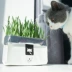 Mèo cỏ mèo ăn nhẹ mèo hạt giống đến tóc bóng mèo mèo hạt giống trồng thủy canh đặt mèo cung cấp - Đồ ăn nhẹ cho mèo