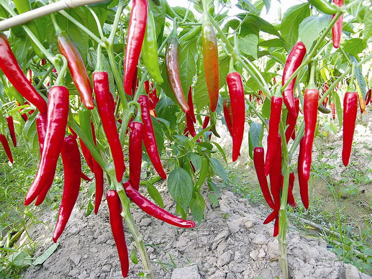 秦绿辣椒面500g 我的辣味陕西兴平特产 辣椒粉 油泼辣子2袋包邮