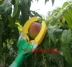 Shangpin vườn kính thiên văn 3 m 4 m độ cao hái trái cây kéo cắt trái cây công cụ hái trái cây bằng tay đa năng Dụng cụ cầm tay