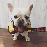 Смешная одежда Бэгола, домашняя собака, гитарист становится смешной фанатикой смешной, Джи Цзе, одежда жирная