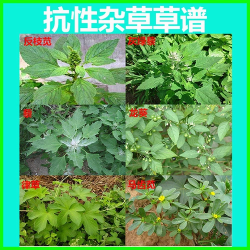 Jinfan 888 травяная глиф -глиф -аммониея соль 80%трава глифосат порошок разрушается гнилой корецкий корень пестицидов Пестициды 50 г