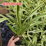 Одна вещь и одна вещь: Phnom Penh Cymbidium cymbidium, Phnom Penh Lanhua Dendrobium dendrobium, красная одежда красной халаты, редкое название скважины и дорогого