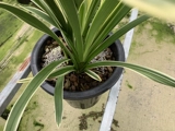 Саженцы Cymbidium clematis dendrobium-Haokangduo-удобрение длительного действия медленного действия: 200 г незаменимо!