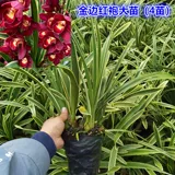 Одна вещь и одна вещь: Phnom Penh Cymbidium cymbidium, Phnom Penh Lanhua Dendrobium dendrobium, красная одежда красной халаты, редкое название скважины и дорогого