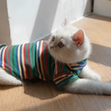 Симпатичная одежда для кошки летняя анти -фур -корень -bear -bear skunar собака