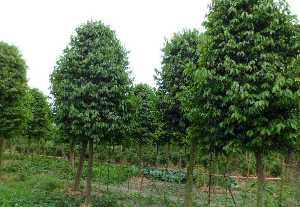 为青山“输血造氧” 龙泉山苗圃立异攻关保百万苗木高质量出圃