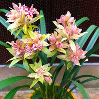 Toyama Qi Dan 3 Seedinglings (Следуйте за удобрениями)